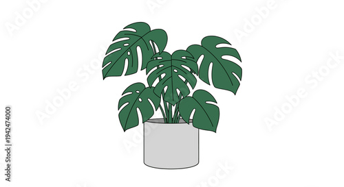 Minimalist Monstera deliciosa houseplant in grey pot