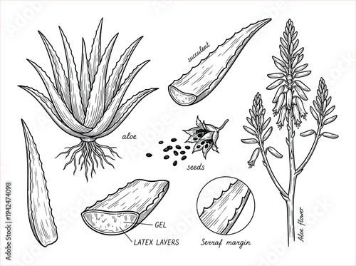 Detailed Botanical Illustration of Aloe Vera Plant Components: Leaves, Gel, Seeds, and Flower