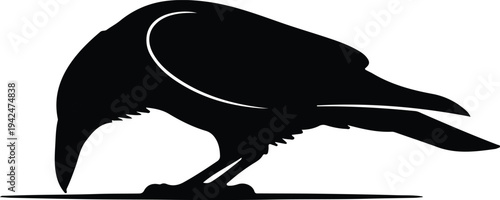 Silhouette of a crow or raven picking or pecking vector design
