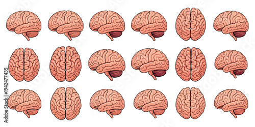 Human Brain Illustration Set Showing Top Side Front Views Anatomical Transparent Background Medical Science Vector Graphics