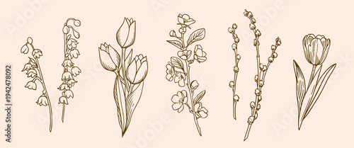 Spring flowers sketch collection. Vintage floral art set with tulips, bluebells, willow branches, cherry blossom
