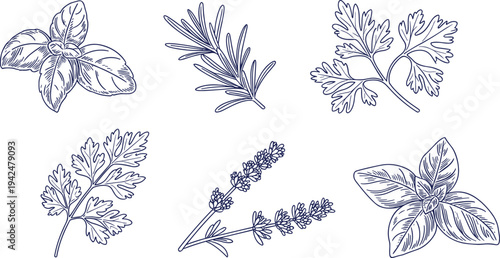 Hand drawn herb botanical illustration set, basil rosemary parsley lavender leaves line art, vintage botanical cooking herbs collection