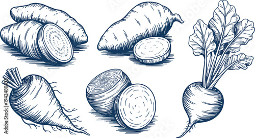 Hand drawn root vegetable vector illustration set, sweet potato, beetroot and radish, vintage botanical engraving style, organic farm food