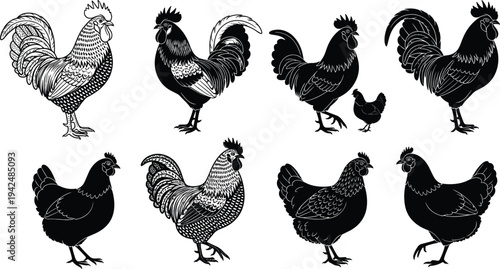 Hand drawn chicken and rooster vector collection with black silhouettes and detailed engraving illustrations of farm birds for agricultural design