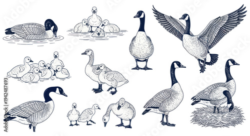 Canadian Geese Family and Chicks Hand Drawn Sketch Illustrations Set
