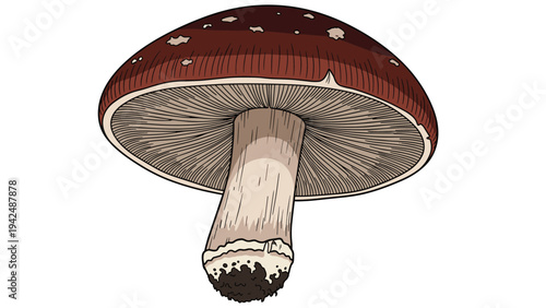 Detailed illustration of a mushroom from a bottom-up perspective, highlighting its intricate gills and stem structure, in a natural color palette.