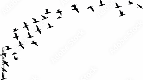 A flock of birds in flight against a stark white background