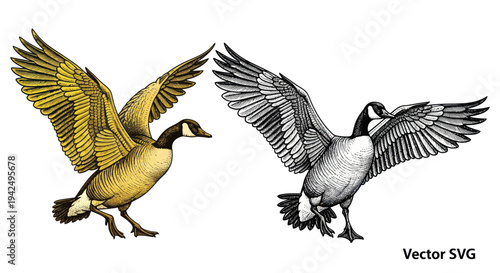 Canada Goose Illustration - Color and Sketch Style