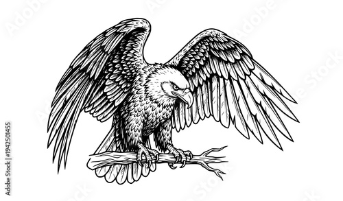 Bird of Prey and Eagle Detailed Vector Illustration