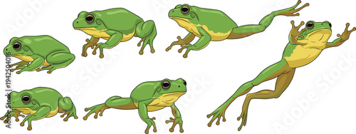 Green Tree Frog Character Poses Collection Showing Sitting Crawling and Jumping Amphibian Vector Illustration Set