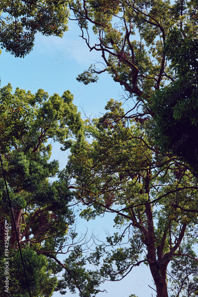 Fototapeta premium trees, treetops, canopy, foliage, sky, nature, forest, green view of sunlit branches and leaves against a clear blue sky, peaceful woodland scene with daylight filtering through tall trunks