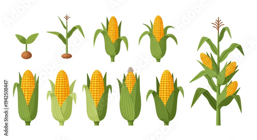 The life cycle of corn from seedling to maturity, showcasing growth stages