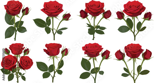 Red rose flowers collection with blooming roses and buds, romantic floral botanical elements vector illustration set