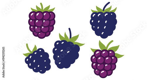 Fresh Blackberries Line art colorful abstract modern illustration
