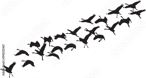 Flock of Flying Birds Silhouette Vector Illustration - Dynamic Black Cranes or Geese Migrating in V-Formation Against White Background