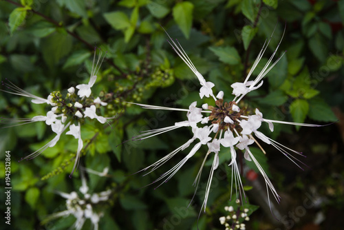Φωτογραφία Close-up of white Cat's Whiskers flower (Orthosiphon aristatus)