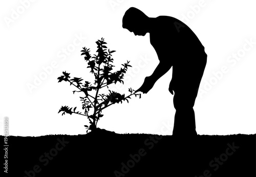 Black Silhouette of a Man Gardening and Tending to a Small Tree or Bush on White Background