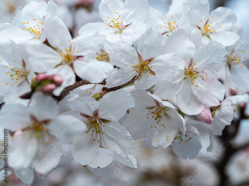 桜のクローズアップ