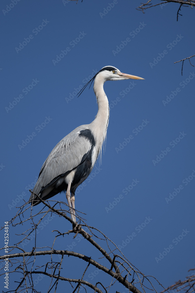 Fototapeta premium Grey Heron (Ardea cinerea) perched and wading in Kyoto, Japan. A large wading bird common to Japanese rivers, ponds and temple gardens, photographed in winter.