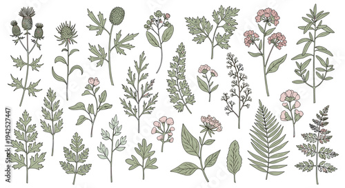 Collection of various hand drawn wild herbs plants and leaves in muted green and pink tones for botanical and nature design elements.