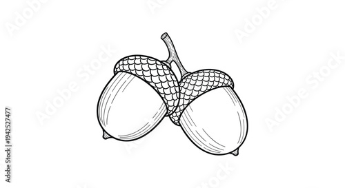 Detailed black and white engraving of two acorns on a small branch for nature forest and autumn season themed illustration projects.
