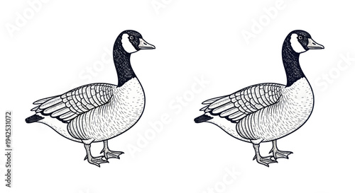 Two Canada Goose Birds Realistic Drawing Illustration