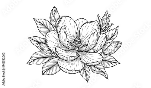 Single magnolia flower botanical line art vector illustration isolated on white background
