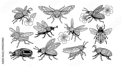 Detailed illustration of various beetles and floral elements in black and white