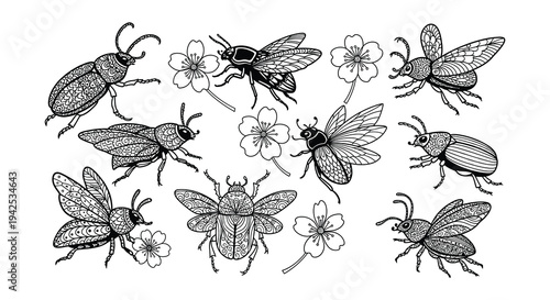Detailed illustration of various beetles and floral elements in black and white