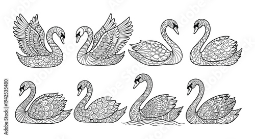 Intricate black and white illustrations of swans in various poses