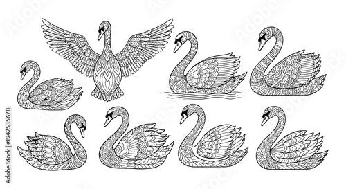 Intricate black and white illustrations of swans in various poses