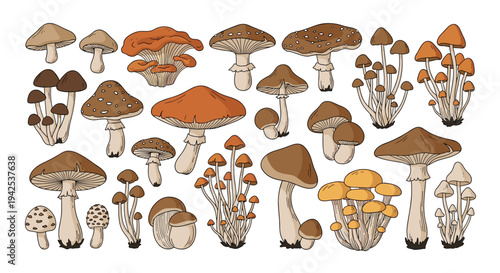 Large collection of various colorful mushroom species including both edible and poisonous fungi for educational purposes.