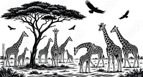 Giraffe herd in African savanna silhouette, wildlife scene with acacia tree and flying birds, safari nature vector illustration