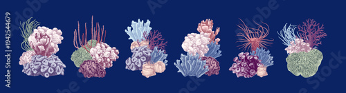 Hand drawn coral reef groups. Underwater life sketch