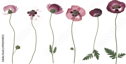 Watercolor Illustrations of Six Delicate Poppies in Various Shades of Pink and Purple flowers floral
