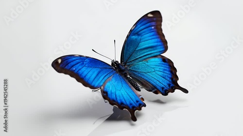 Vivid Blue Morpho Butterfly with Iridescent Wings Spreading Across a White Background
