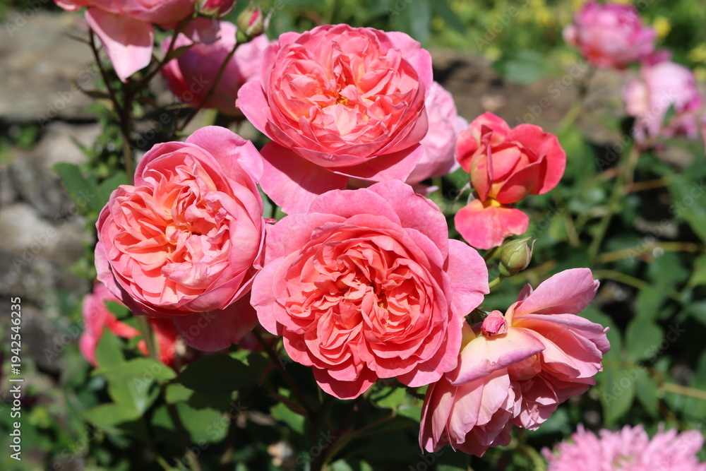 Fototapeta premium Pink roses in a garden