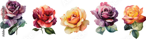 red and yellow flowers isolated