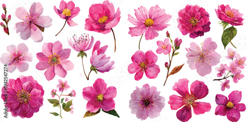 watercolor pink and white flowers