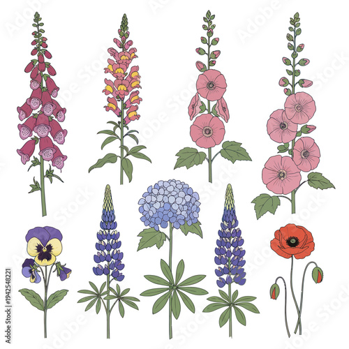 Photos Collection of Diverse Garden Flowers: Foxglove, Lupine, Hollyhock, Pansy, Hydran