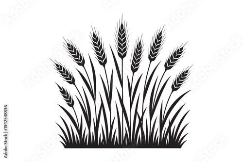 Wheat ears field silhouette isolated on white. Agriculture grain barley and cereal plant vector illustration.