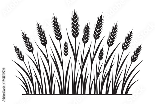 Wheat ears field silhouette isolated on white. Agriculture grain barley and cereal plant vector illustration.