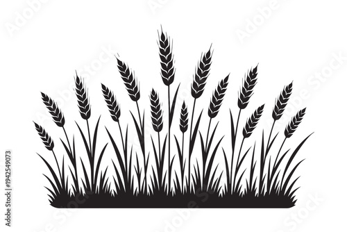 Wheat ears field silhouette isolated on white. Agriculture grain barley and cereal plant vector illustration.