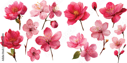 pink and white flowers