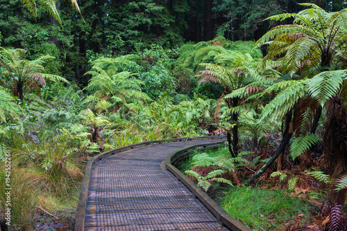 Boardwalk trail through fern forest in Rotorua Redwoods New Zealand
