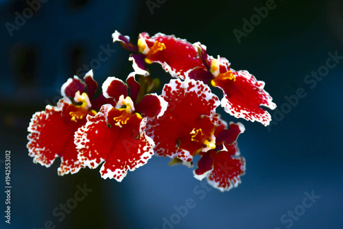 Vibrant Red Tolumnia Orchid with White Speckled Edges