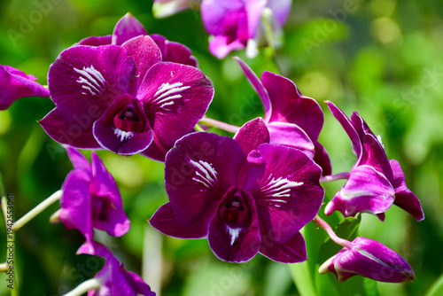 Stunning Purple Dendrobium Orchids with Unique White Vein Patterns