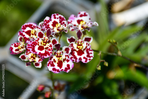 Exotic Spotted Tolumnia Orchid in White and Burgundy