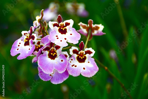 Elegant Pink and White Tolumnia Orchid with Deep Red Centers