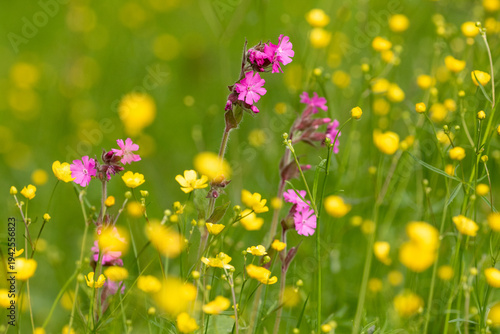 Summery meadow with yellow buttercup and pink campion flowers blooming on a sunny summer day